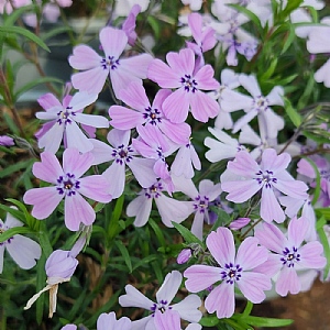 Phlox 'Benita'