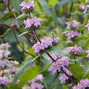 Phlomis tuberosa 'Bronze Flamingo'