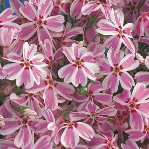 Phlox 'Candy Stripes'