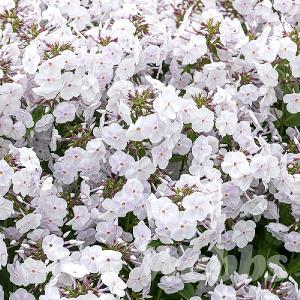 Phlox 'Fashionably Early Crystal'