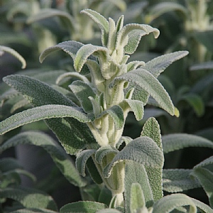 Phlomis italica