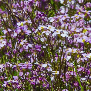 Phlox 'Night Scented' (Zaluzianskya ovata)