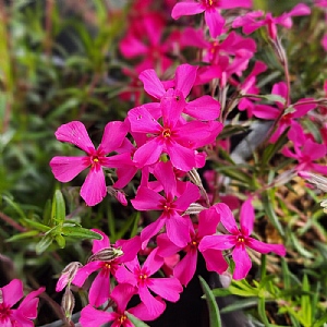 Phlox subulata 'Scarlet Flame'