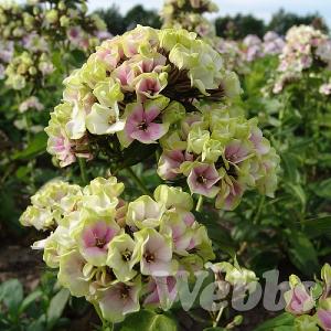 Phlox paniculata 'Sherbert Blend'