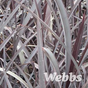 Phormium 'Black Velvet'