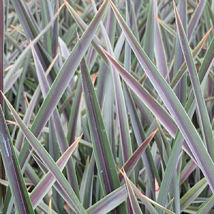 Phormium 'Chocomint'