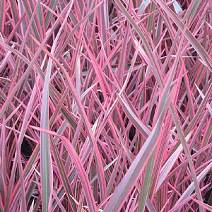 Phormium 'Joker'