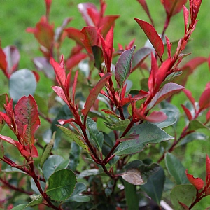 Photinia x fraseri 'Little Red Robin'
