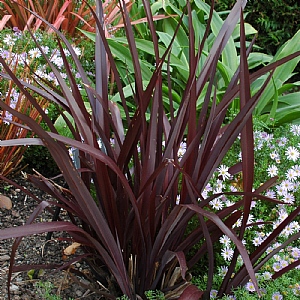 Phormium 'Platts Black'