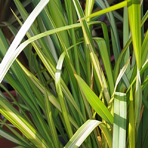 Phormium 'Apricot Queen'