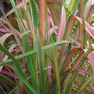 Phormium 'Jester'