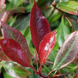Photinia x fraseri 'Red Robin'