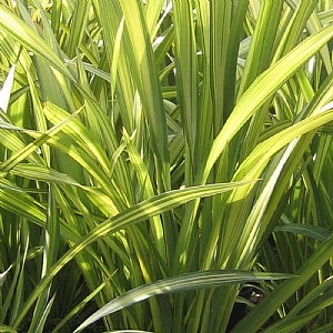 Phormium 'Yellow Wave'