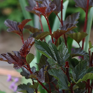 Physocarpus opulifolius 'Red Baron'