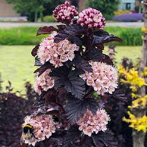 Physocarpus opulifolius 'Panther'