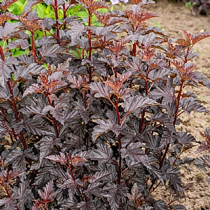 Physocarpus opulifolius 'Sweet Dreams'