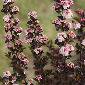 Physocarpus opulifolius 'Tiny Wine'
