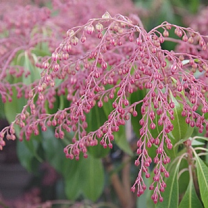 Pieris japonica 'Katsura'