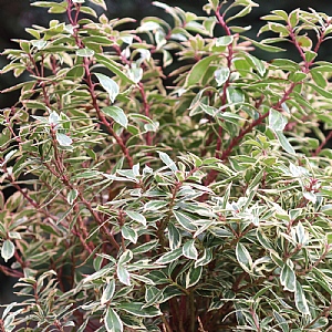 Pieris japonica 'Little Frosty'