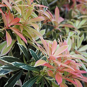 Pieris japonica 'Mountain Fire'