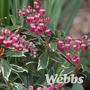 Pieris japonica 'Polar Passion'