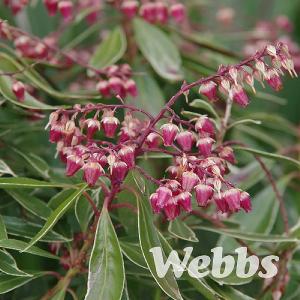 Pieris japonica 'Ralto Rose'