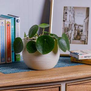 Chinese Money Plant (Pilea peperomoides)