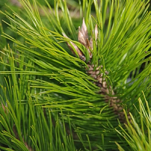 Pinus densiflora ‘Low Glow’
