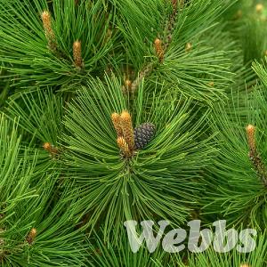Pinus heldreichii 'Malinki'
