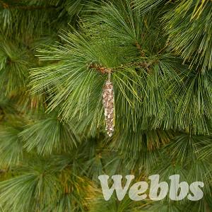 Pinus x schwernii 'Wiethorst'