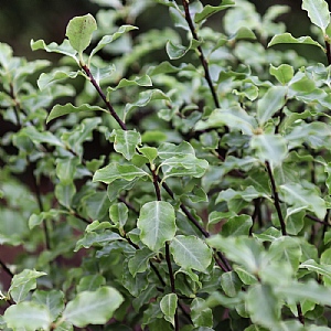 Pittosporum tenuifolium 'Arundel Green'