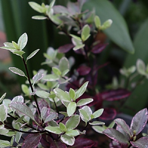 Pittosporum tenuifolium 'Bannow Bay'