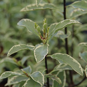 Pittosporum tenuifolium 'Collaig Silver'