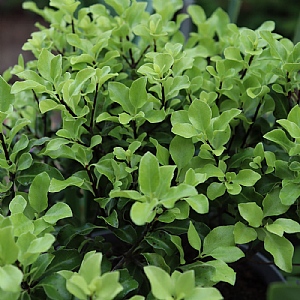Pittosporum 'County Park Dwarf'