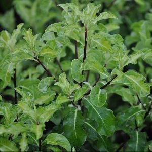 Pittosporum tenuifolium 'Golden King'