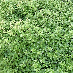 Pittosporum tenuifolium 'Golf Ball'