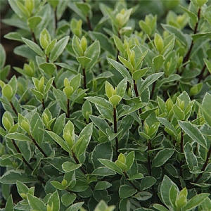 Pittosporum tenuifolium 'Silver Ball'