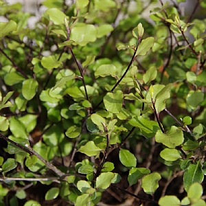 Pittosporum tenuifolium 'Cratus'