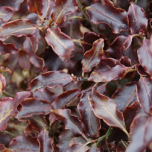 Pittosporum tenuifolium 'Tom Thumb'