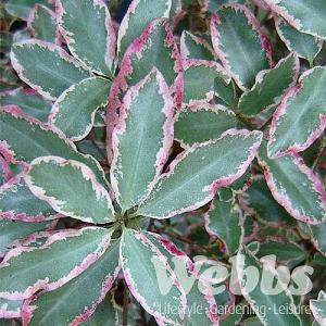 Pittosporum tenuifolium 'Elizabeth'