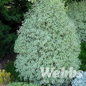 Pittosporum tenuifolium 'Variegatum'