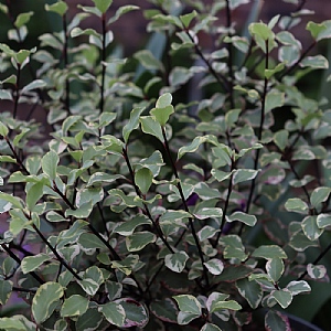 Pittosporum 'Victoria'