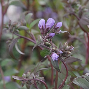 Polemonium 'Bressingham Purple'