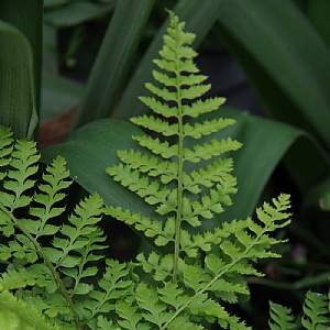 Polystichum setiferum 'Dahlem'