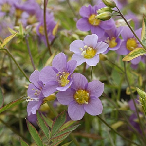 Polemonium 'Golden Feathers'