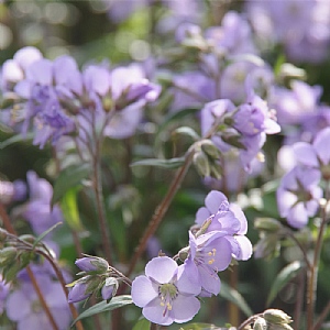 Polemonium 'Heaven Scent'