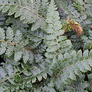 Polystichum polyblepharum