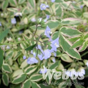 Polemonium reptans 'Stairway to Heaven'