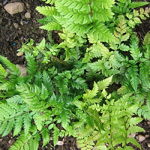 Polystichum rigens