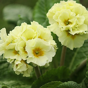 Polyanthus 'Showstopper Cream'